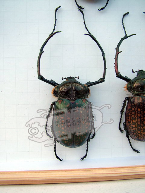 Entomologie Collection Insecte Femelle Cheirotonus jansoni A1 de Chine 