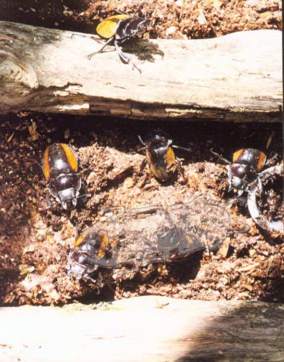 Odontolabis gazella gazella 45mm Beetle Taxidermy REAL Insect 
