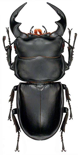 Dorcus antaeus - Ben&rsquo;s Beetle Breeding Pages