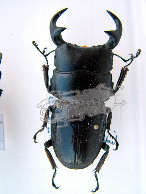 Dorcus parryi ritsemae