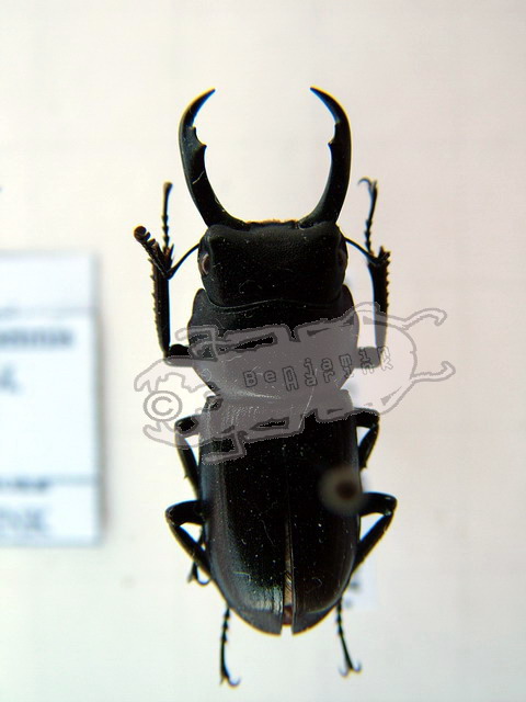 Dorcus striatipennis continentalis