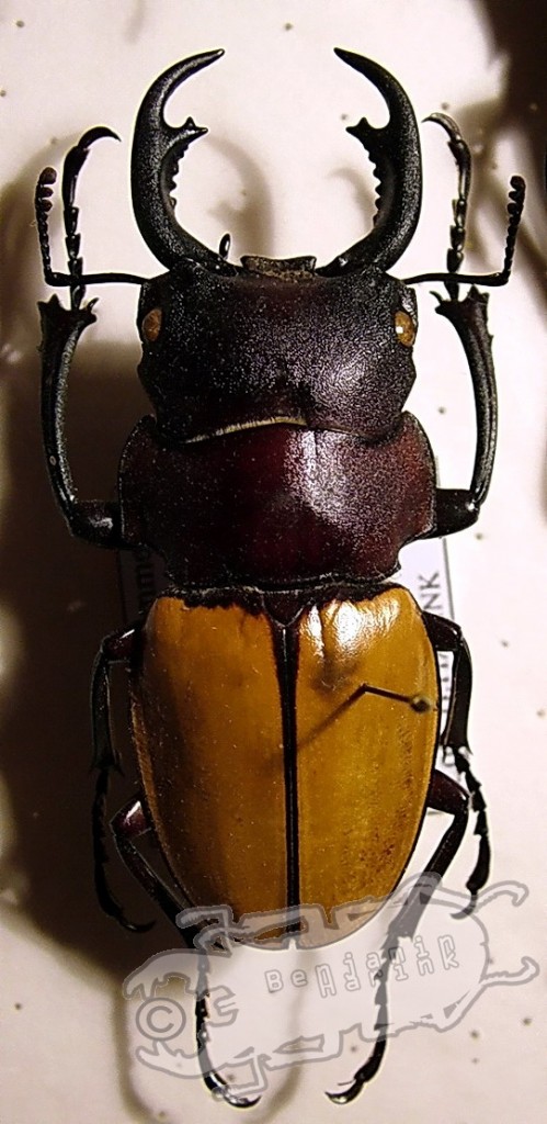 Odontolabis sommeri pahangensis