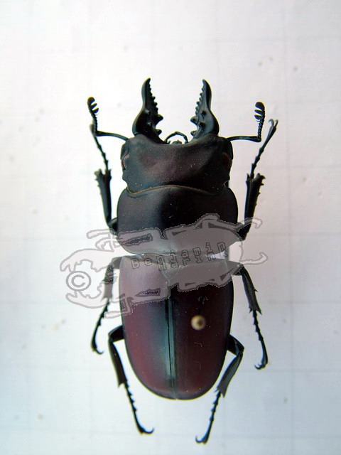 Prosopocoilus natalensis