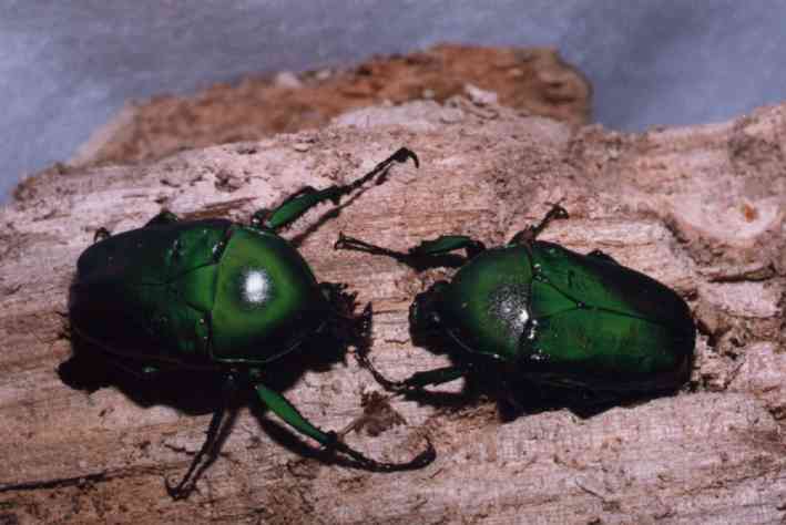 Dicronorrhina micans