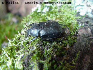 Gnorimus octopunctatus