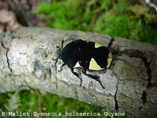 Gymnetis holosericea, Bolivia © S. Mallet