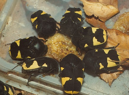 Gymnetosoma marginegutatta group, French Guyana © J.Oldrich