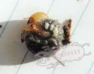 Odontolabis gazella, fresh L2 larva, F3, Malaysia © B.Harink